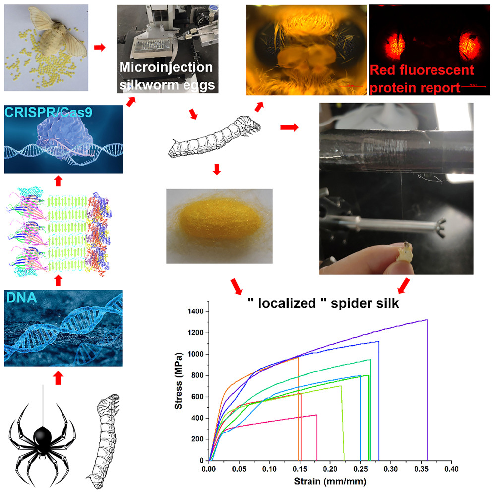 High Strength And Ultra Tough Whole Spider Silk Fibers Spun From