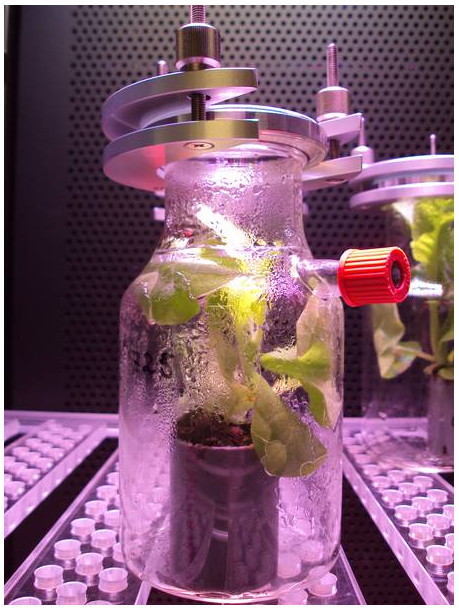 An der Methanquelle der Pflanzen Renewable Carbon News