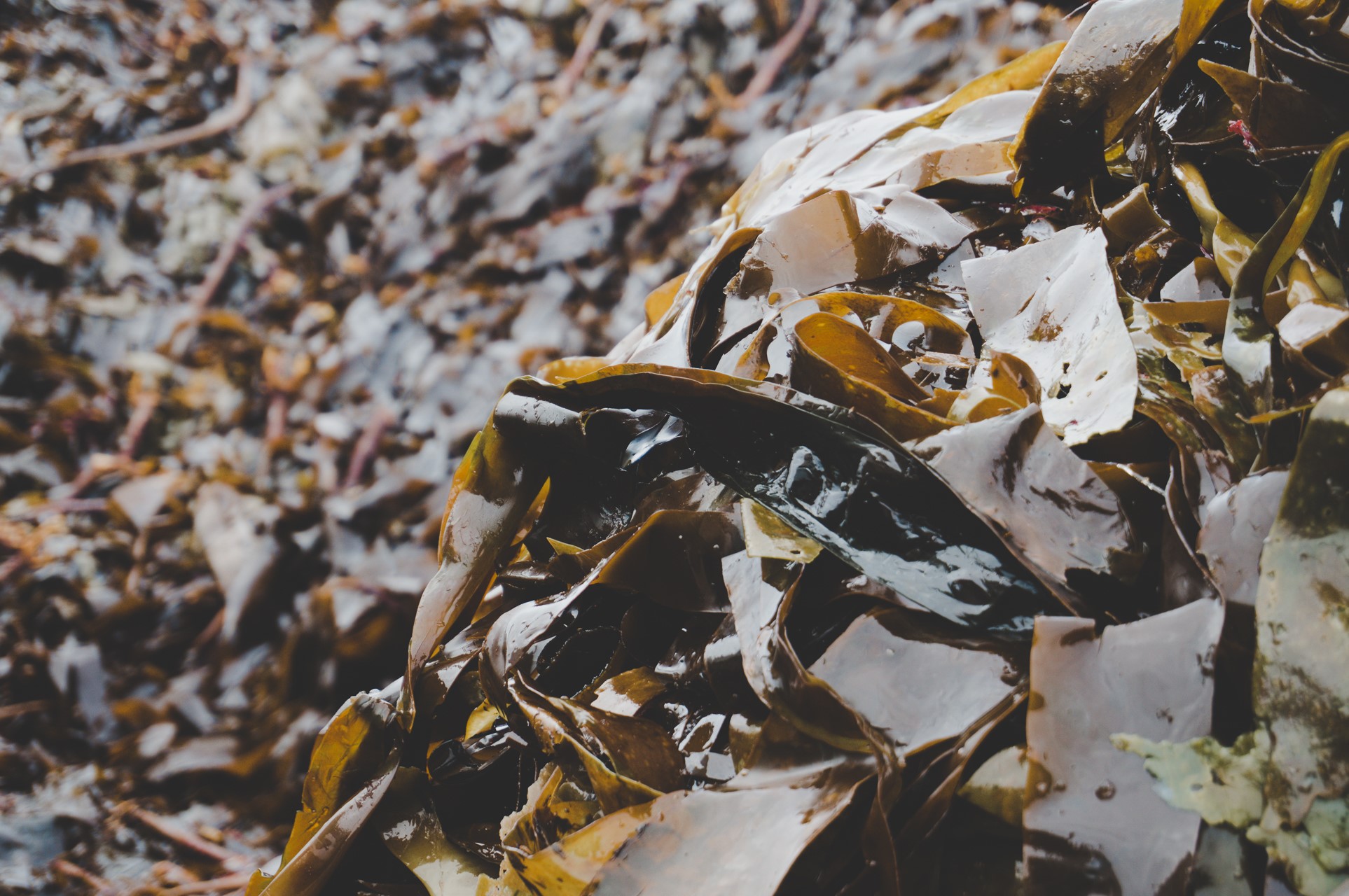 Seaweed coffee cups could help ditch singleuse plastics Renewable