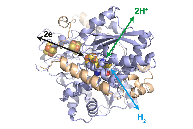 Structure of the hydrogenase from Desulfovibrio desulfuricans. In its active center, an iron-sulfur cluster ensures the oxidation of hydrogen to protons or the reduction of protons to hydrogen. Additional iron-sulfur clusters enable the electron transfer to the surrounding polymer. © Dr. James Birrell / MPI CEC 