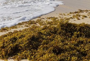 640px-Sargasso_Seaweed_with_waves_and_sandy_beach_cropped