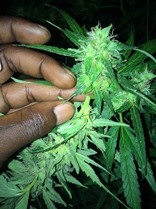 Cannabis_tree.5