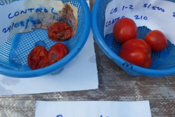Effect_of_Paraexcel_Edible_Coating_on_tomatoes_@Paraexcel