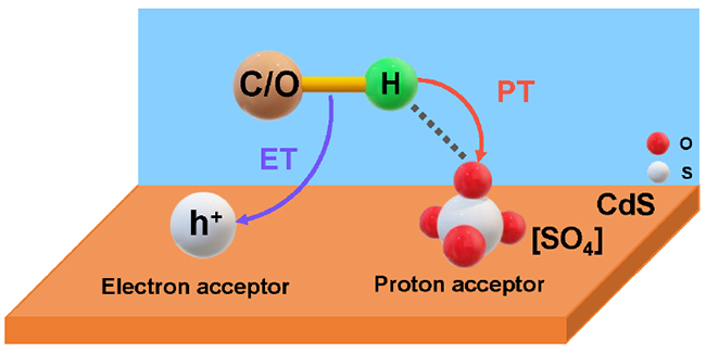 Schematic mechanism of the photoinduced PCET process over [SO4]/CdS (Image by ZHANG Xiaochen and LIU Huifang)