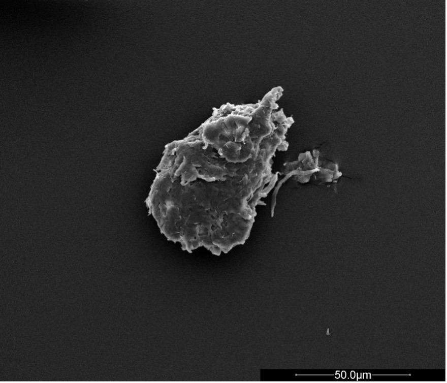 Figure 1: Scanning electron micrograph of a bio-based plastic fragment. (Copyright: AWI)