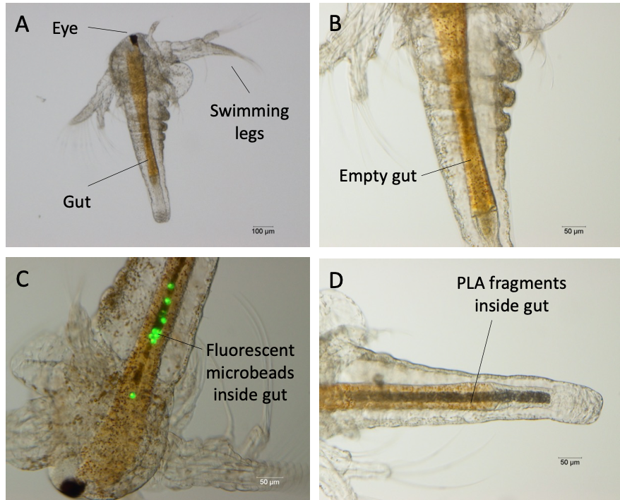 Figure 2: (A) Overview of an Artemia spec. larva. (B) Close-up of the empty gut of a larva. (C) Fluorescent polystyrene microbeads (9.9 µm) inside the gut of a larva after ingestion. (D) Bio-based polylactic acid (PLA) powder inside the gut of a larva after ingestion. (Copyright: AWI)