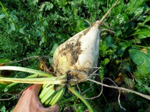 Sugar beet in farmer hand in autumn on field