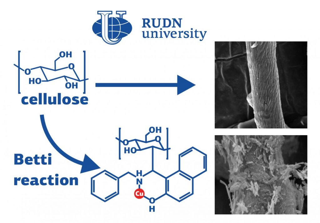 RUDN and Shahid Beheshti University (SBU) chemist proposed a protocol for converting cellulose into a catalyst for the synthesis of oxadiazoles. The new approach makes the catalyst 3 times more stable compared to the same catalyst obtained by the traditional method.
Credit

RUDN University
