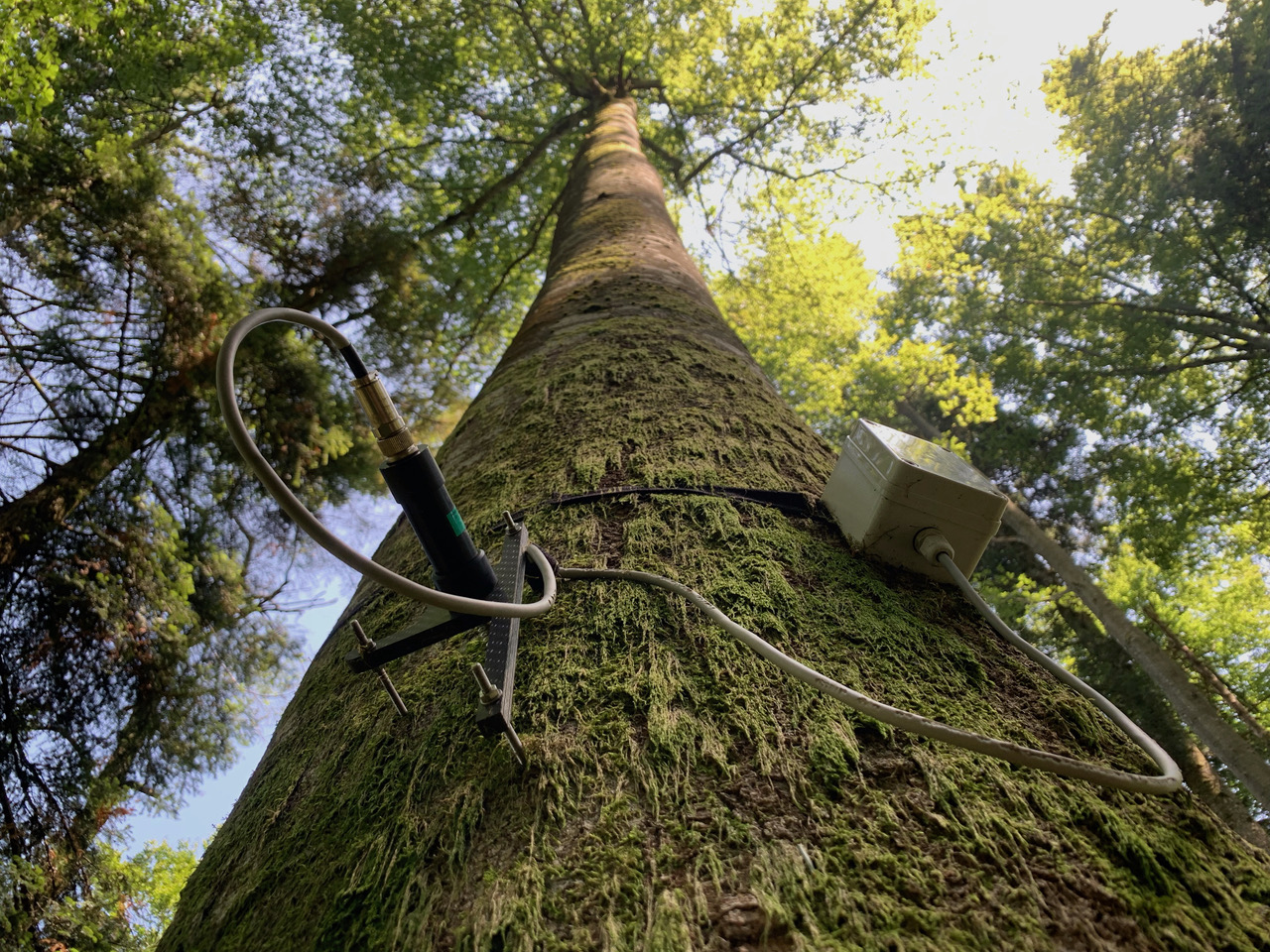 Abb. 1. Punktdendrometer an einem Stamm zur Messung von kontinuierlichen Stammradiusänderungen mit Mikrometerauflösung. Die Daten liefern Informationen zum Wachstum und zum Wasserhaushalt von Bäumen.