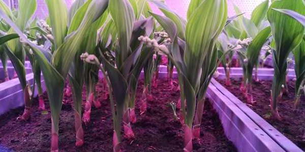 Vertical farming of Lily of the valley