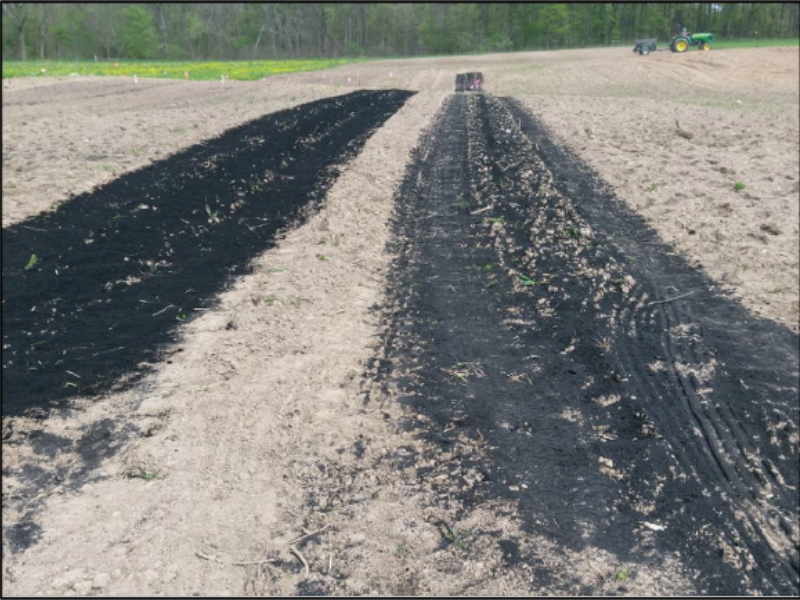 For these experiments, biochar (the dark material) was spread on the surface of the soil and then tilled in. Researchers at Michigan State University are studying the effects of biochar on soil fungi and evergreen trees. 