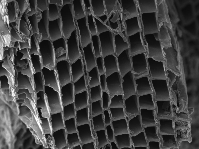 A scanning electron micrograph image showing the small pores in the biochar. The microscopic structure of biochar is similar to the structure of the wood that was used to produce the biochar. These pores are particularly important for water and nutrient retention in the soil. 