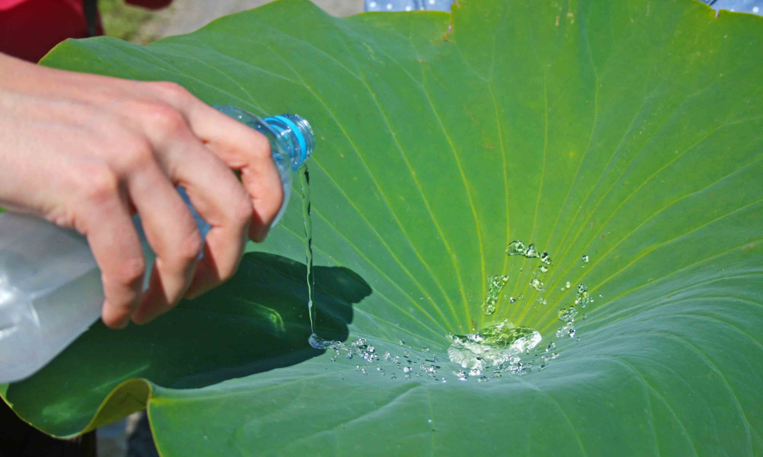 The design of the self-cleaning bioplastic was inspired by the lotus leaf, which effortlessly repels water and dirt. 