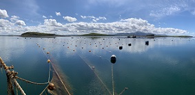 Seaweedfarm in Clew Bay, Ireland