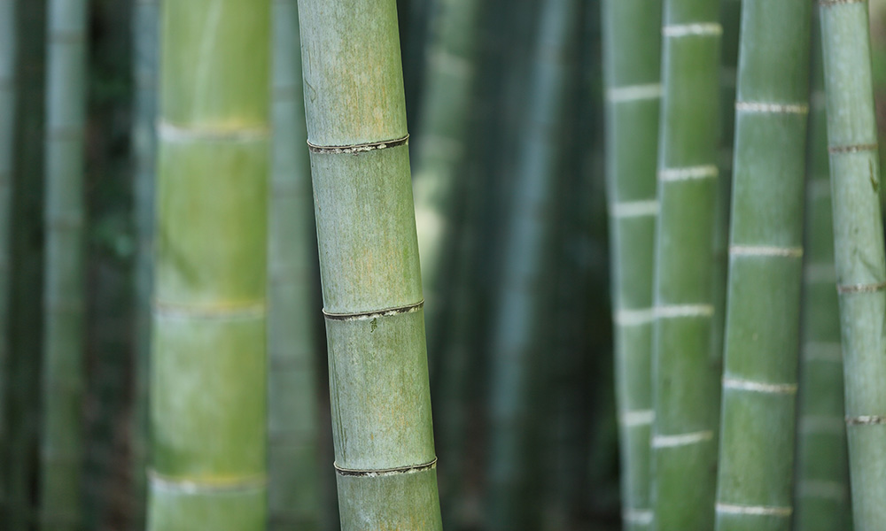 A prolific plant, bamboo has long been considered a good building material in many countries. Now, UBC Okanagan researchers have created a way to make it even stronger.