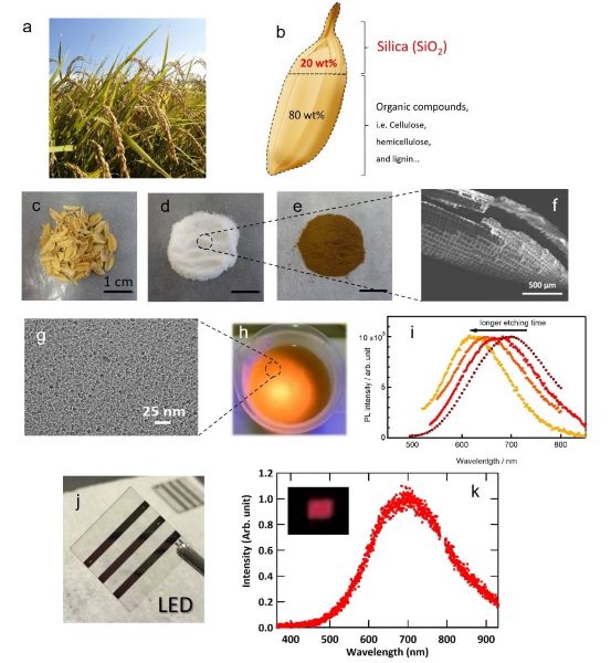 (a) Ears of rice planted in Hiroshima Japan. (b) Schematic illustration of a rice grain with a rice husk composed of 20 wt % SiO2. Photographs of (c) rice husks, (d) SiO2 powders extracted from rice husks, and (e) Si powders synthesized from (d). Electron microscope images of (f) the shell structure of SiO2 and (g) Si quantum dot. Photoluminescence of Si quantum dot showing (h) photograph and (i) spectra. (j) Si quantum dot LED and (k) electroluminescence spectrum of Si quantum dot LED. 