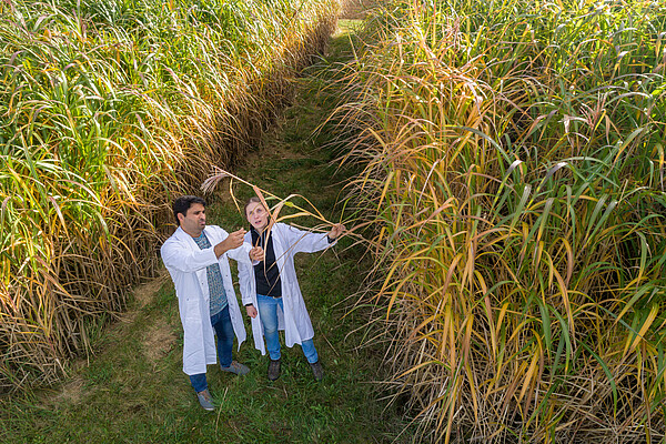 Bioethanol from the giant grass miscanthus, combined with carbon storage in depleted oil reservoirs, can make a significant contribution to reducing greenhouse gas emissions