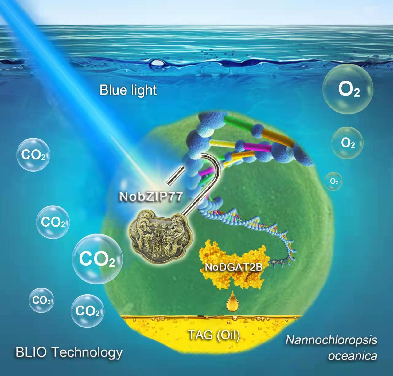 The BLIO technology explores a "genetic switch" to unlock oil production in microalgae