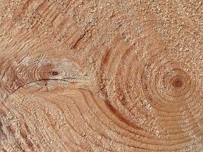Picea abies wood texture