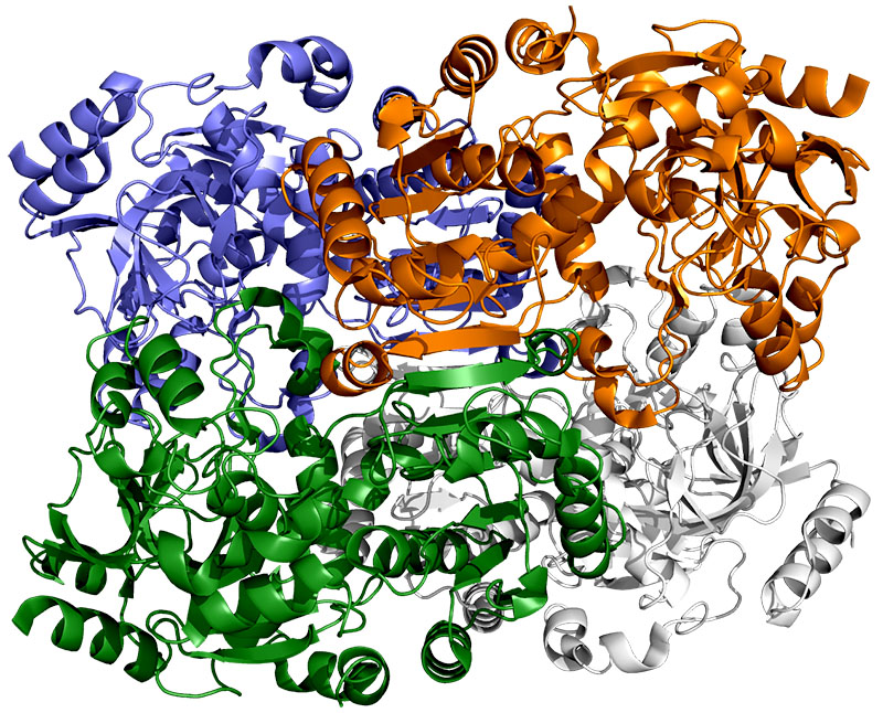 This depiction of ECR, an enzyme found in soil bacteria, shows each of its four identical molecules in a different color. These molecules work together in pairs – blue with white and green with orange – to turn carbon dioxide from the microbe’s environment into biomolecules it needs to survive. A new study shows that a spot of molecular glue and a timely swing and twist allow these pairs to sync their motions and fix carbon 20 times faster than plant enzymes do during photosynthesis