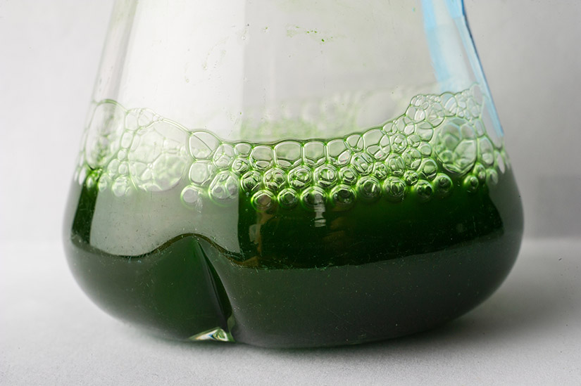 Liquid cyanobacteria culture is grown in Jianping Yu's lab at NREL to advance sustainable ethylene production.