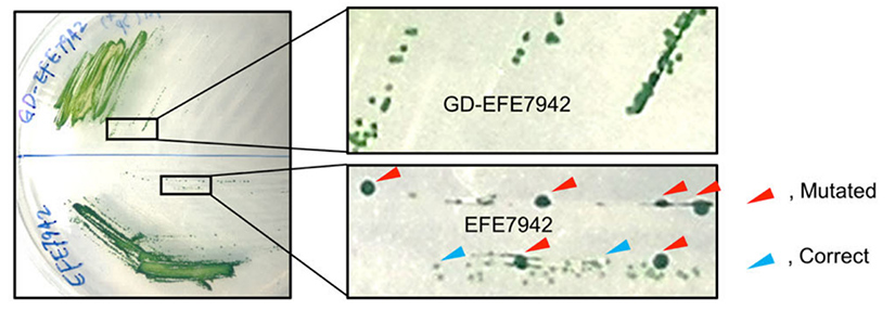 The lower panel shows the Synechococcus 7942 ethylene-producing cyanobacteria strain, with unstable genome indicated by varied colony sizes. The smaller colonies contain the correct gene for ethylene-forming enzyme (EFE), and the large colonies contain mutated versions of the gene, resulting from guanidine toxicity, and do not produce ethylene. The upper panel shows the same strain with an introduced guanidinase gene for guanidine degradation (GD). These have more uniform colony size, the genome is stable, and ethylene productivity is stable as well.