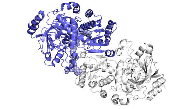 This animation shows two of the paired molecules (blue and white) within the ECR enzyme, which fixes carbon in soil microbes, in action. They work together, like the hands of a juggler who simultaneously tosses and catches balls, to get the job done faster. One member of each enzyme pair opens wide to catch a set of reaction ingredients (shown coming in from top and bottom) while the other closes over its captured ingredients and carries out the carbon-fixing reaction; then, they switch roles in a continual cycle. Scientists are trying to harness and improve these reactions for artificial photosynthesis to make a variety of products.