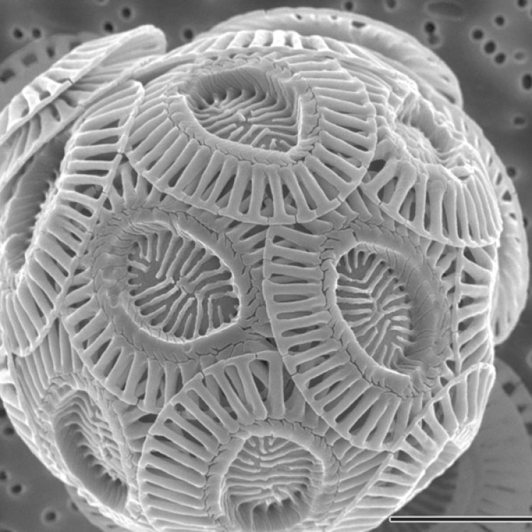 a single coccolithophore cell