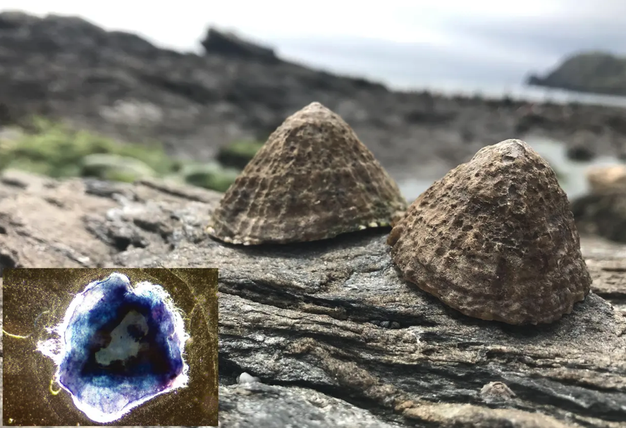 Scientists have recreated the incredible strength of limpet teeth in the lab for the first time