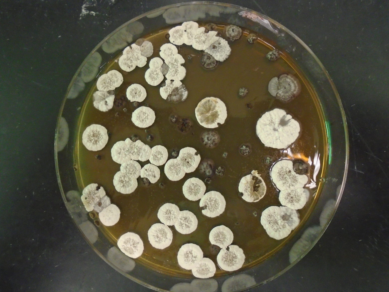 A culture of the Streptomyces bacteria that makes the jawsamycin
