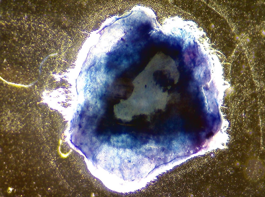 Limpet inspired biomaterial stained with Prussian Blue dye which binds to iron