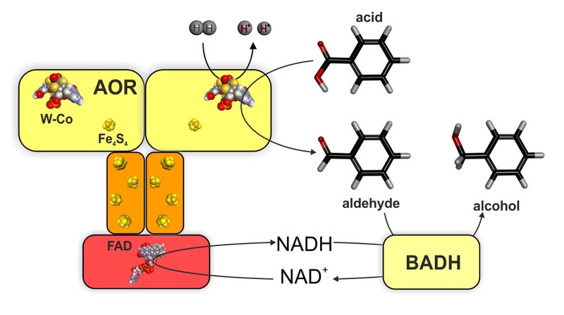 Wasserstoff-abhängige Produktion von Benzylalkohol aus Benzoesäure mittels des Wolfram-Enzyms Aldehyd-Oxidoreductase (AOR) und einer Benzylalkohol-Dehydrogenase (BADH)