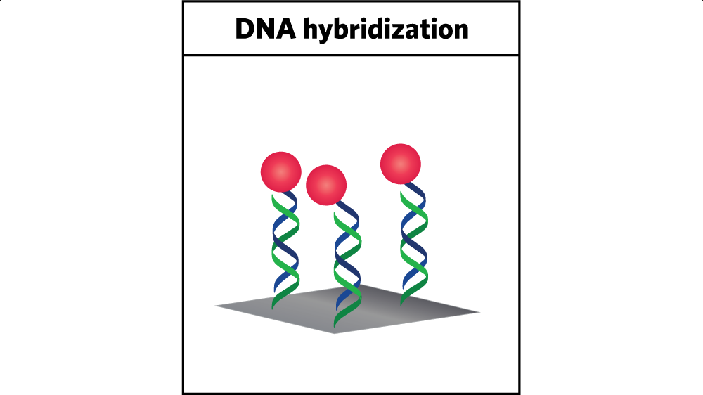 Using DNA to attach the catalyst to the electrode. In the researchers’ approach, the catalyst—represented above by the red sphere—is connected to a carbon electrode by strands of DNA. Initially, one strand of DNA is deposited on the electrode, and the other is in solution with the catalyst attached. When the two strands meet up, they lock together, as shown here. The green strand that is attached to the electrode and the blue strand that is carrying the catalyst are now connected, so the catalyst is firmly linked to the electrode. Over time, the catalyst will become inactive. Raising the temperature will release the DNA strand with the spent catalyst so fresh catalyst can be attached.