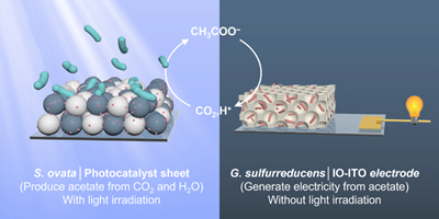 Schematic diagram showing that the sunlight-driven bacteria-modified photocatalyst sheet provides acetate for a biohybrid electrochemical system to generate current and close the carbon cycle