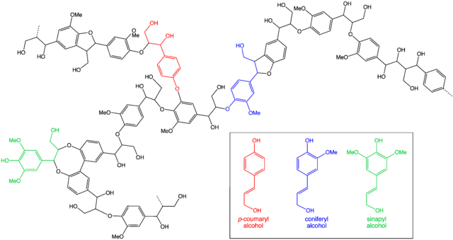 Example of a lignin structure. Image: Smokefoot, Wikimedia Commons