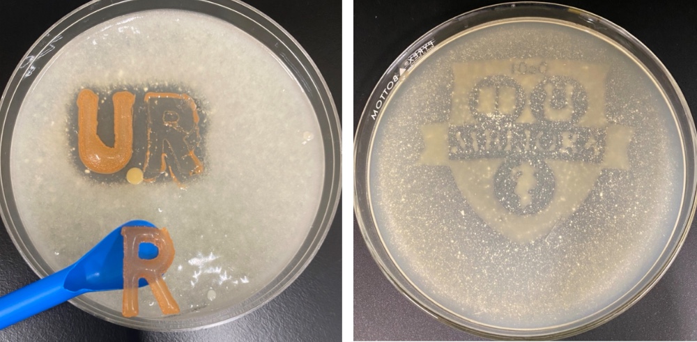 Letters “U” and “R” (left) and a Meliora seal have been 3D “bioprinted” in Meyer’s lab and placed in Petri dishes filled with bioplastic. Made with bacteria that breaks down the bioplastic, the letters and seal, once imbedded in the bioplastic, begin to degrade it, as shown.