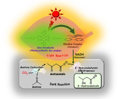 Visible light-driven 3-hydroxybutyrate production from acetone and CO2. Utilizing sunlight and biocatalysts, Osaka Metropolitan University scientists synthesized 3-hydroxybutyrate, a biodegradable plastic material, from acetone and CO2. Mimicking natural photosynthesis, the team artificially reproduced a light reaction, which involves sunlight, and a dark reaction, which fixes CO2