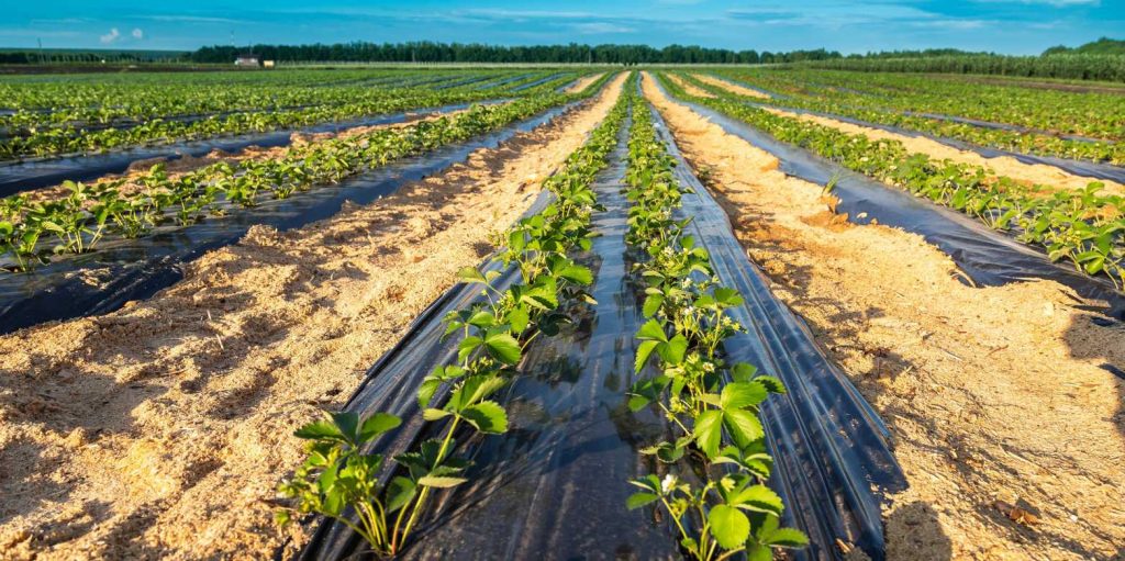 Farmers use mulch films on a large scale, here to protect strawberry plants. Not all of them are truly biodegradable.