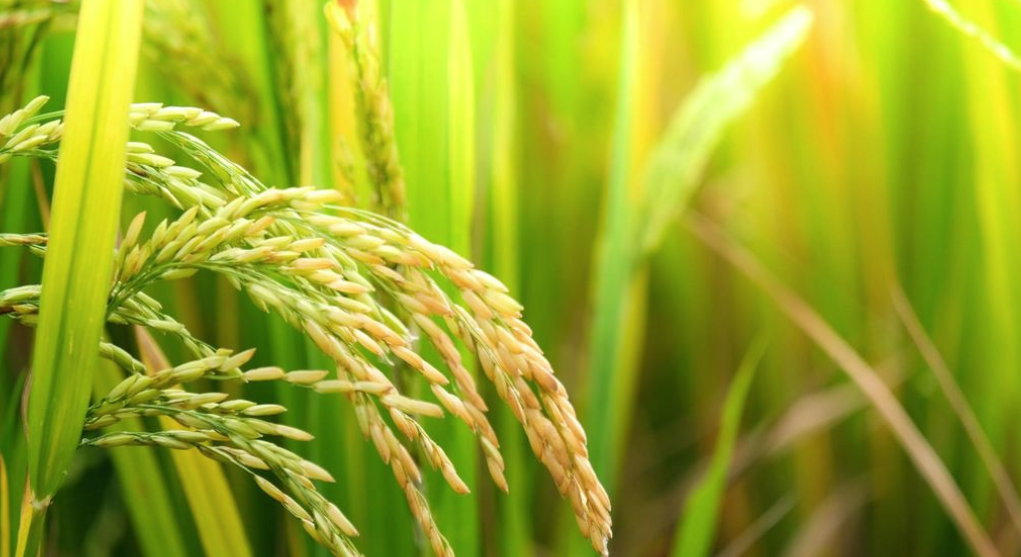 Nachhaltige Kieselsäure wird aus Natriumsilikat hergestellt, das aus Reisschalenasche, einem Abfallprodukt der Reisherstellung, gewonnen wird.
