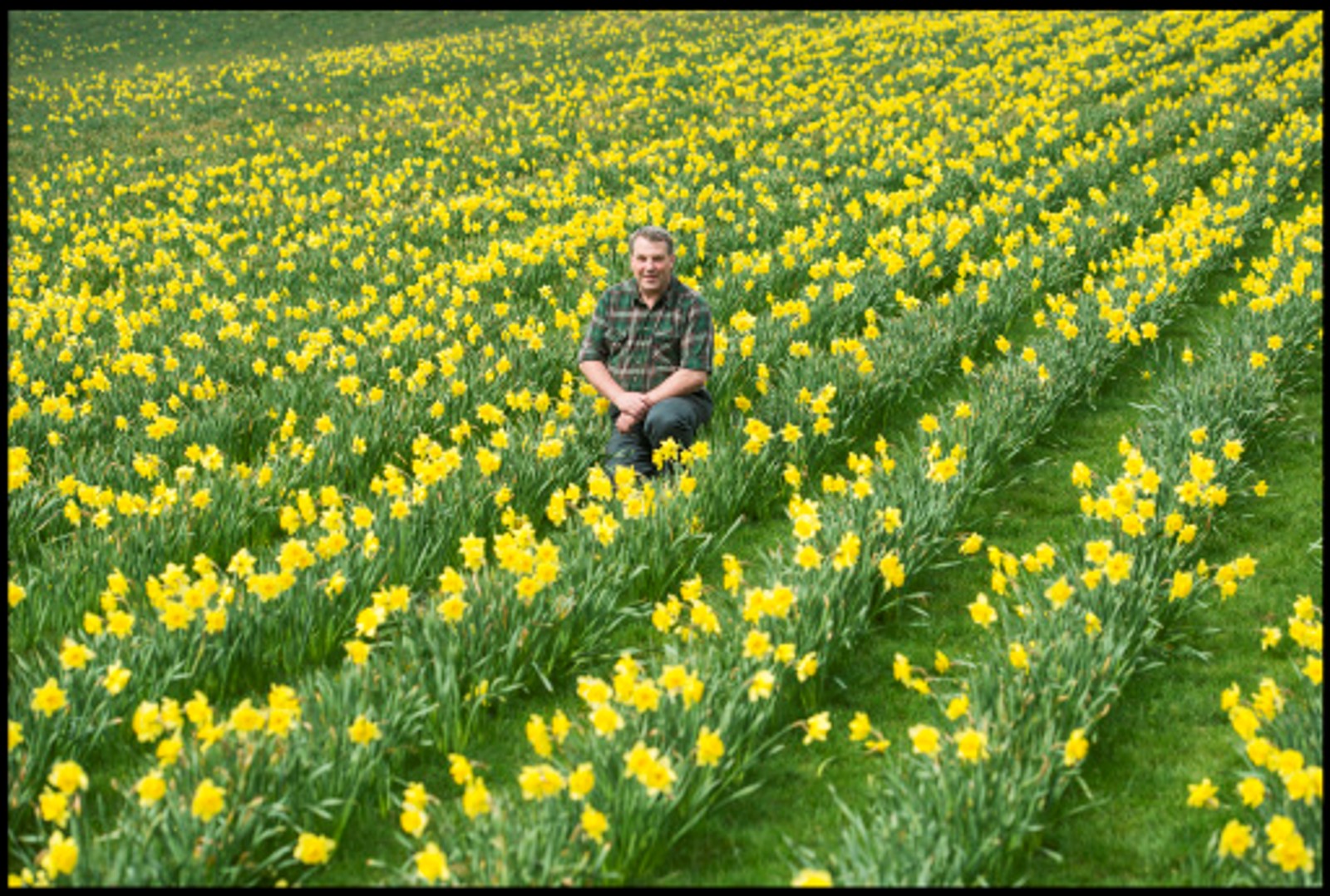New heart disease treatment could stem from daffodils Renewable