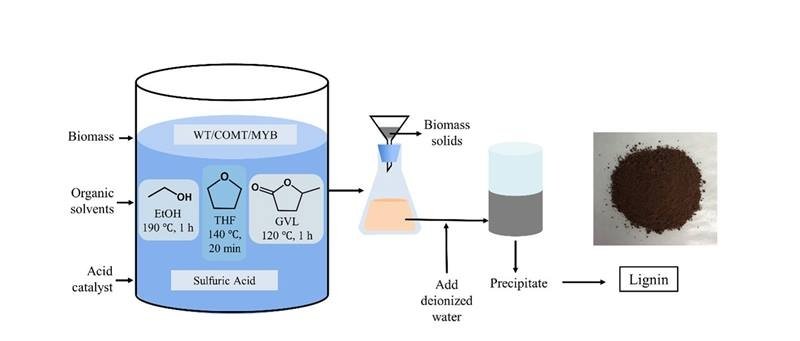 Lignin-yielding switchgrass pretreatment. Researchers pretreated three switchgrass samples in one of three solvents (EtOH, THF or GVL) while heating in dilute acid. Pretreatment extracts and breaks down lignin polymers into modular molecular components