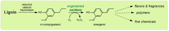 Reaction scheme of the conversion of lignin into valuable chemicals using an engineered biocatalyst