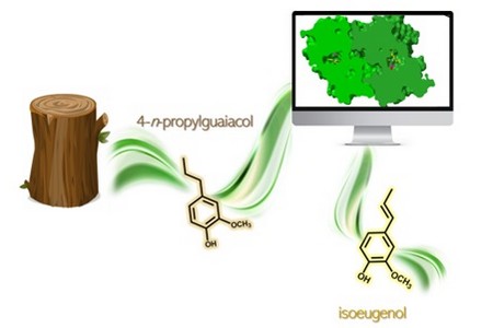Chemo-enzymatic process of turning lignin into eugenol using an engineered biocatalyst.