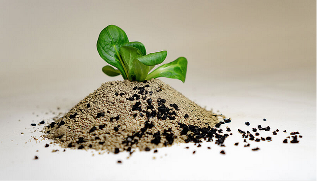 Abb. 2: In einem weiteren Schritt werden die Wiener Umweltgeowissenschafter*innen untersuchen, ob und wie Salatpflanzen die von Reifenabrieb abgebebenen Chemikalien in Bodensystemen aufnehmen. 