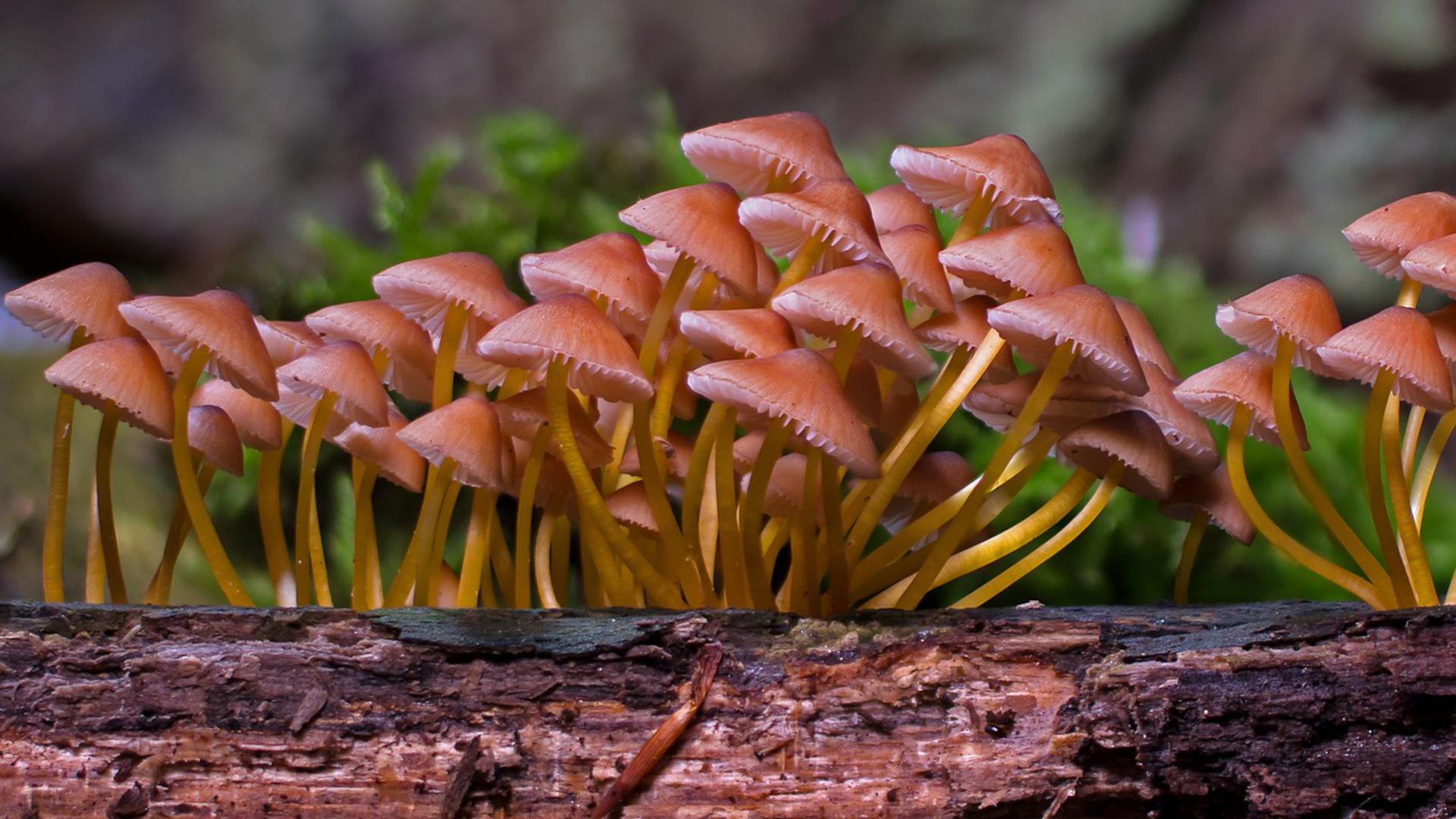 Themendossier Pilze als Ressource Renewable Carbon News