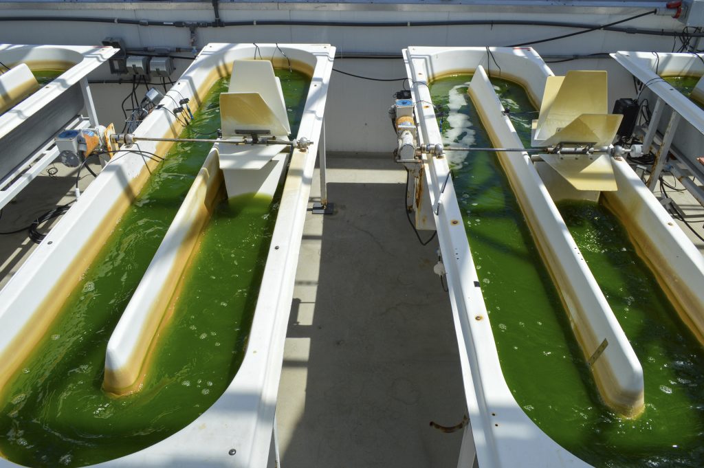 From the Sea to the Sky: United Invests $5 Million in Algae-based Fuel