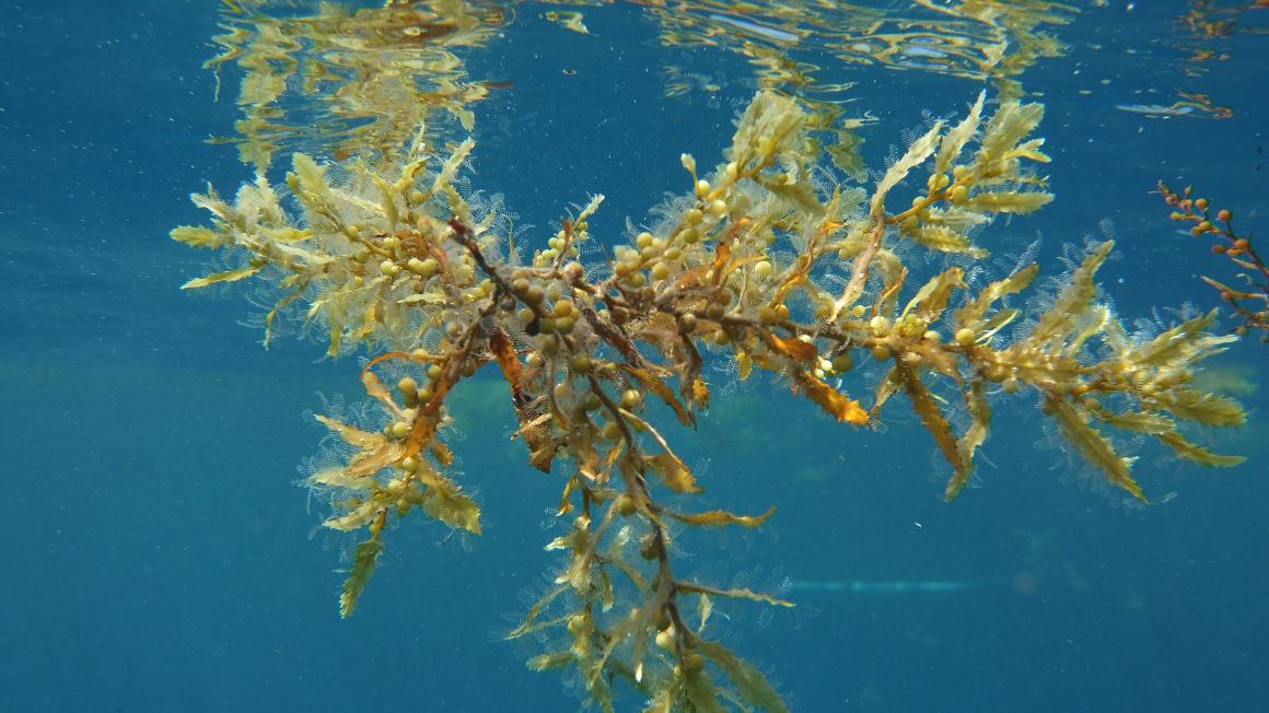 Algenfarm als Rohstofflieferant Renewable Carbon News