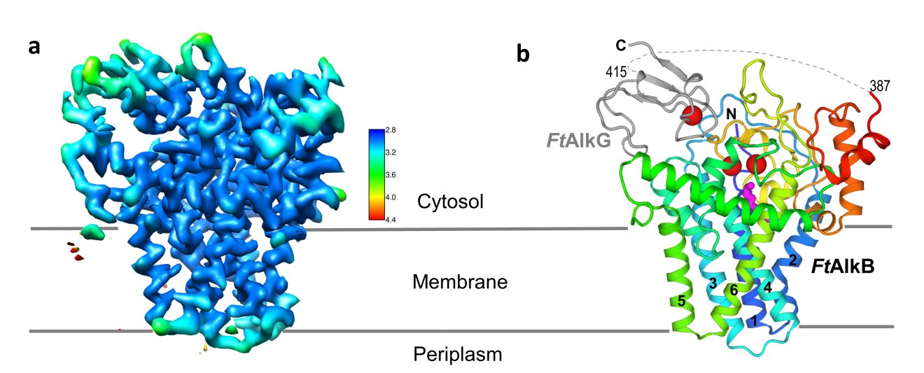Structure of 'OilEating' Enzyme Opens Door to Bioengineered Catalysts