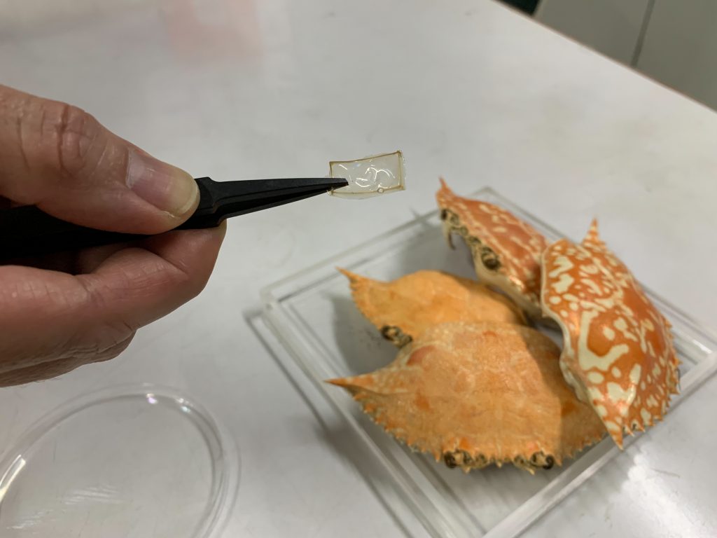 Researchers developed a process to turn crab shells into a bioplastic that can be used to make optical components known as diffraction gratings (in the tweezers).