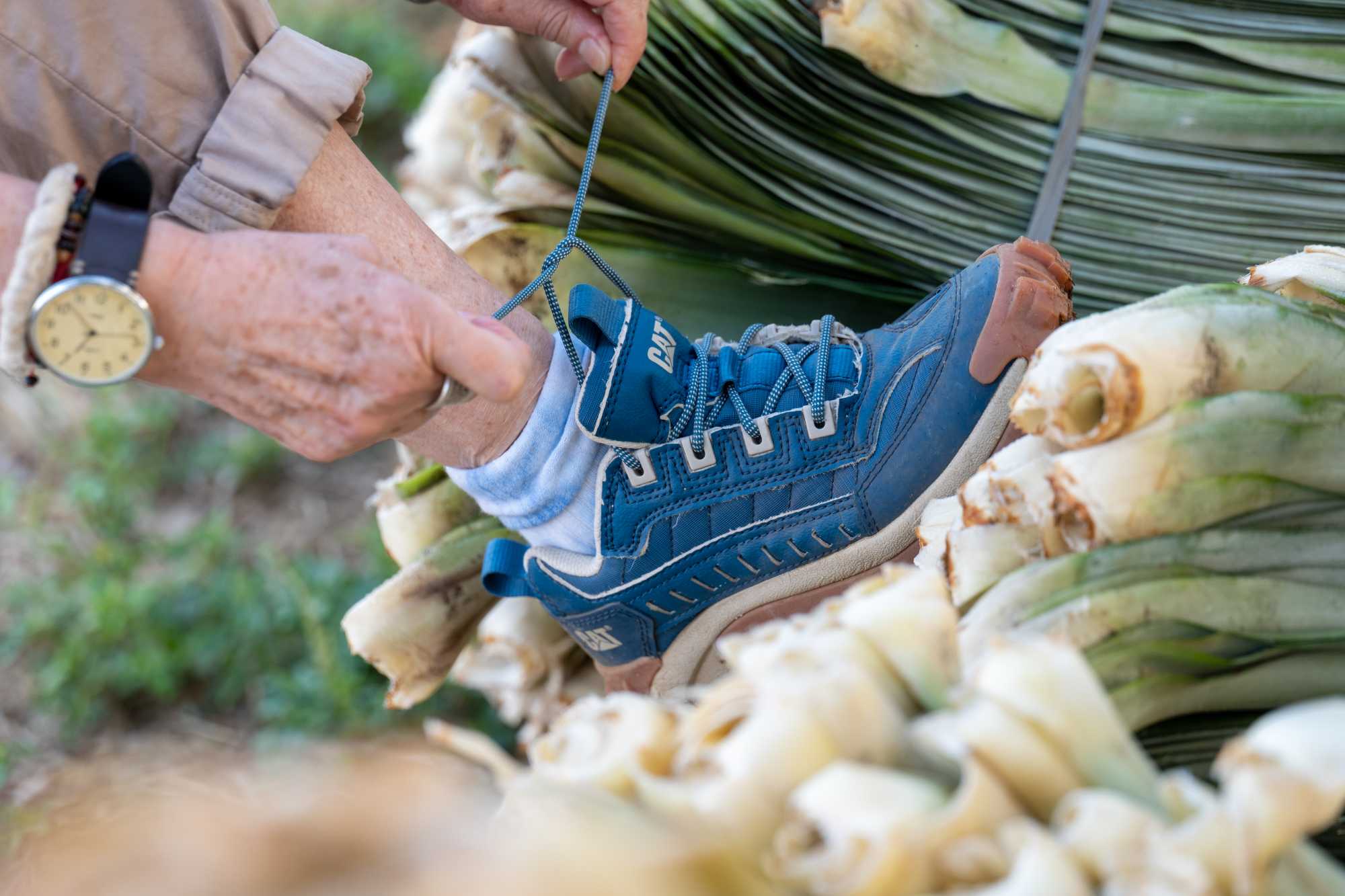 Cat Footwear x Piñatex Renewable Carbon News